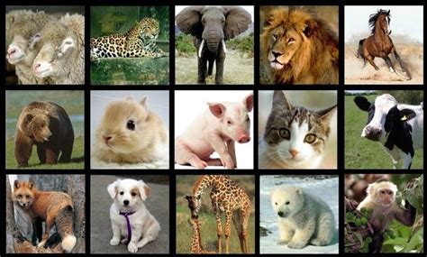 Animales Vivíparos: Cuáles Son, Especies, Ejemplos y Lista de Nombres