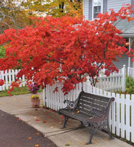 Japanese Red Maple Trees for Sale at Arbor Day's Online Tree Nursery - Arbor Day Foundation