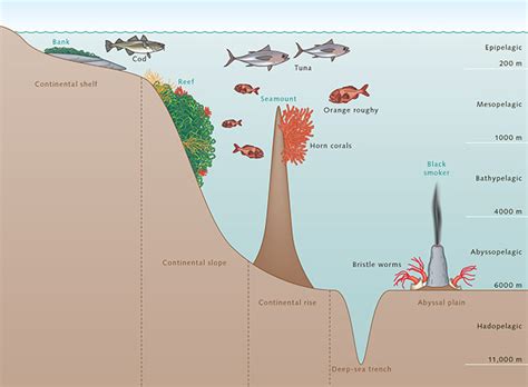 How Deep Is The Ocean Floor In Meters | Viewfloor.co