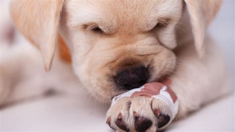 Paws, while adorable and crucial for our four-legged friends, can encounter numerous challenges ...