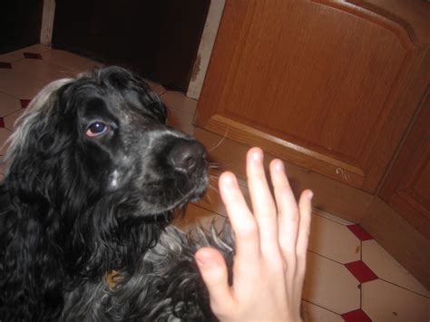 Archie | Archie giving a high five! | David Muir | Flickr