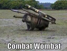 COMBAT WOMBAT - Imgflip