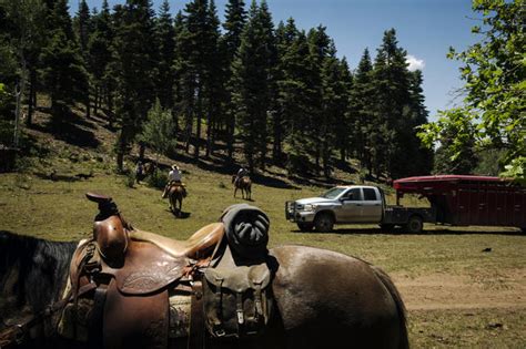 Grazing on federal land - Modern day cowboys drive cattle in Colorado - Pictures - CBS News