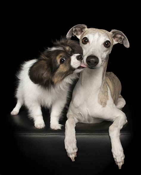 5 Dog Photography Tips & Tricks | Australian Dog Lover