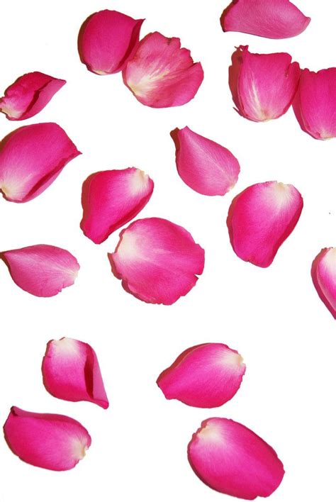 falling pink petals | Rose petals falling, Rose petals drawing, Petals