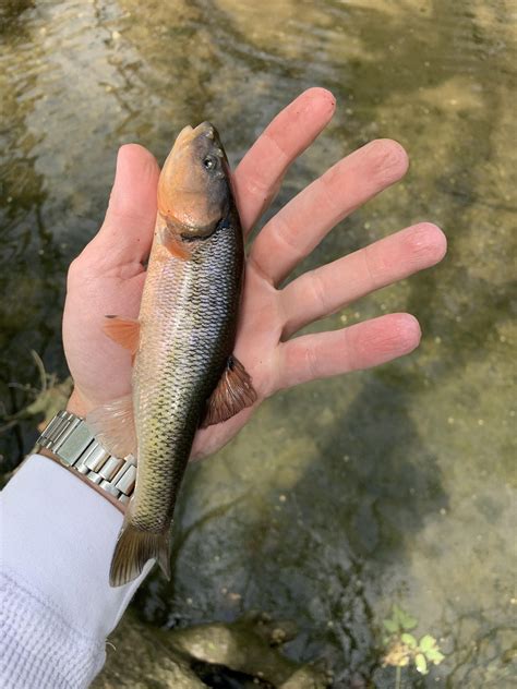Gotta love some spawning male creek chubs : r/MicroFishing