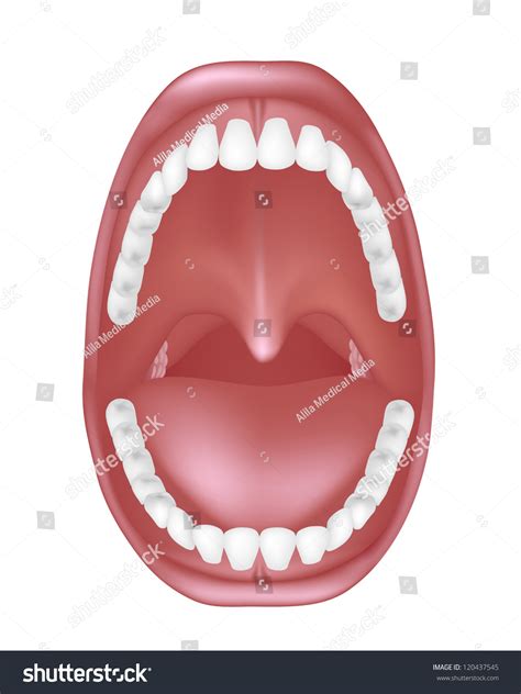 Mouth Anatomy Stock Photo 120437545 : Shutterstock