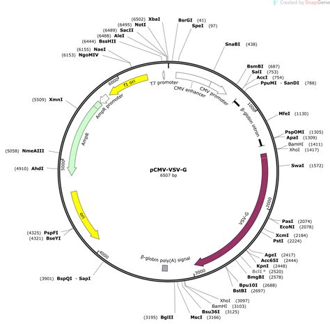 pCMV-VSV-G Sequence and Map