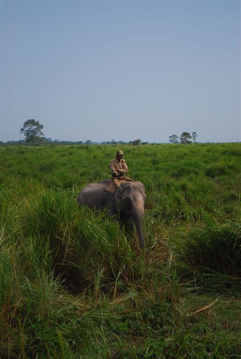 The Kaziranga Grasslands – The Northeast India Travel Blog