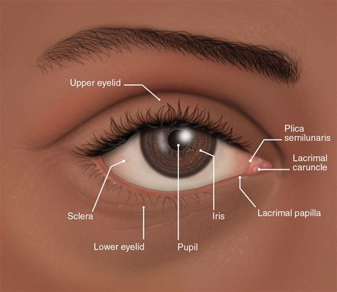 El ojo y las razas humanas - Clínica Oftalmológica Dr. Soler - Elche - Alicante | Ojos, Razas ...