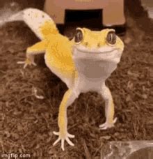 Mlem Lizard GIF - Mlem Lizard Tongue - Discover & Share GIFs