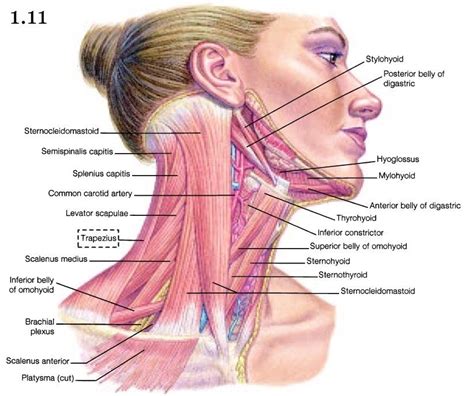 Human Body Anatomy, Human Anatomy And Physiology, Neck Muscle Anatomy, Muscles Of The Neck ...