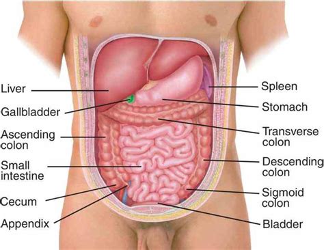 Picture Of Abdominal Cavity | MedicineBTG.com