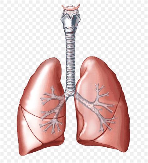 Lung Carbon Dioxide Breathing Respiratory System Human Body, PNG, 771x900px, Watercolor, Cartoon ...