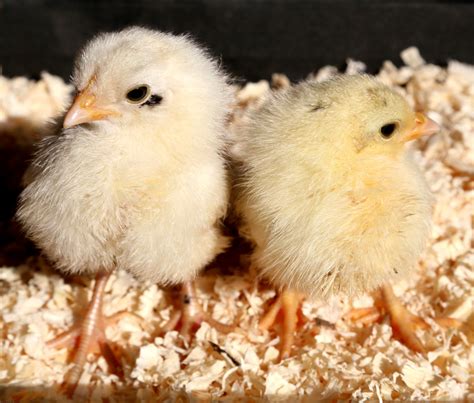 Lethal genes in chickens and poultry and what to do if you have them in ...