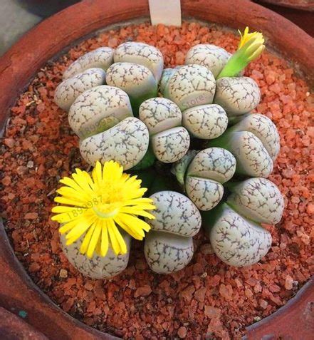 200pcs Garden Lithops Bonsai Living Stone Flower Flores Rare Succulent ...