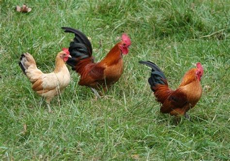 Country Chicken Breeds and Rearing Practices | Agri Farming