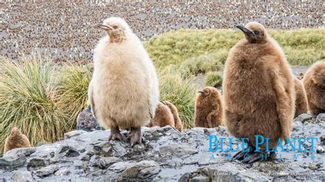 A Rare White King Penguin Chick | Blue Planet Archive