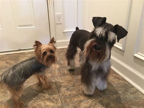 Do Yorkie Schnauzers Shed