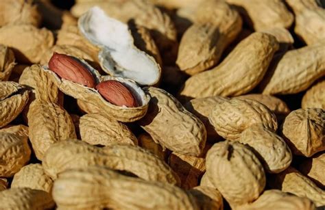 5 Nuts For Brain Health (Makes You Smarter): Work Faster, Live Better | Vermi Food