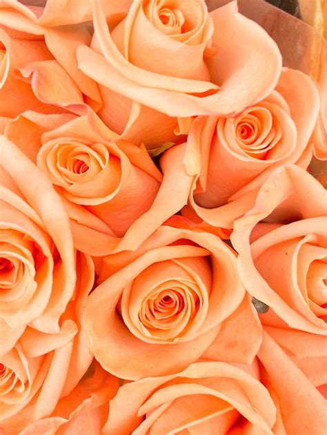 Bundle of peach roses bouquet prints digital photography | Etsy