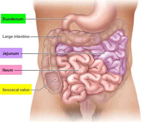 Jejunum anatomy, length of jejunum, function, location & jejunum anatomy