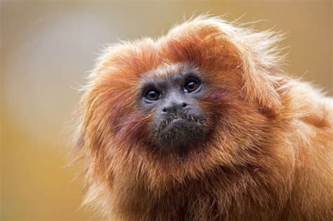 Tropical Rainforest Endangered Animals List