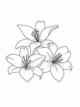 Three Lilies Flowers coloring Page  Download Print Or Color Online sketch template