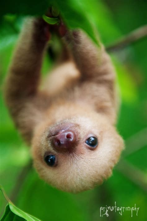 Baby Sloths