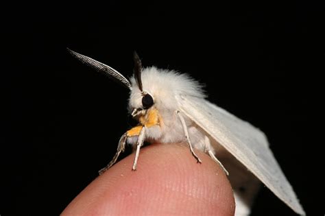 Mysterious Venezuelan Poodle Moth Looks Like a Real-Life Fairy