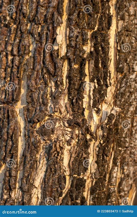 The Dried Bark of an Old Tree. Stock Image - Image of wallpaper, brown ...