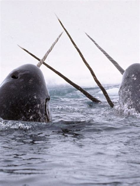 45 best Narwhal or whales with horns images on Pinterest | Narwhals ...