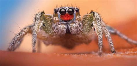 The weird senses of jumping spiders - Chitchat - CR Society Forum
