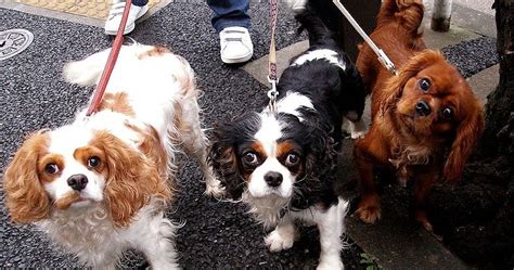 Musings of a Biologist and Dog Lover: Mismark Case Study: Cavalier King Charles Spaniel
