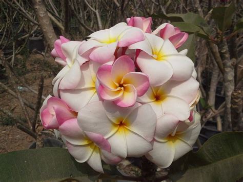 Plumeria Abigail | Plumeria, Frangipani, Floral garland