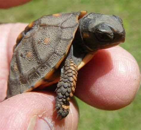 Baby Box Turtles Hatching