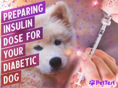 Can Insulin Kill A Dog