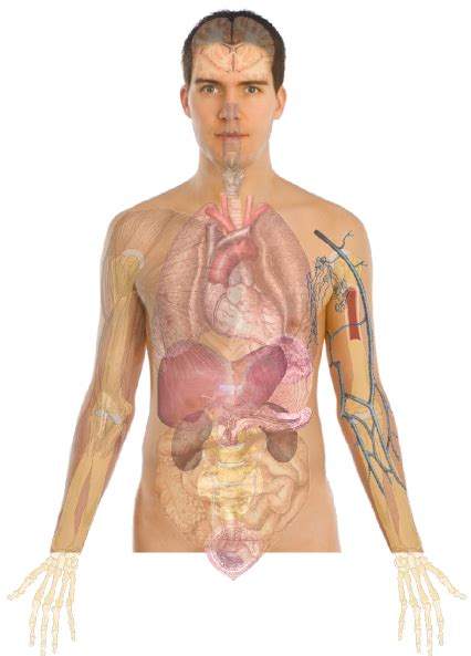Human Body Organs Diagram No Labels - Folkscifi