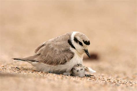 birds of a feather | Plover, Pet birds, Cute birds