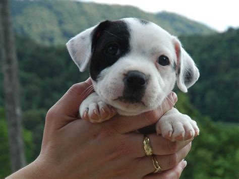 staffordshire bull terrier | Staffordshire bull terrier puppies, Cute ...