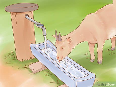 How to Care for Pygmy Goats (with Pictures) - wikiHow