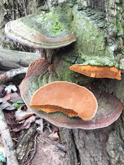 Polypore - Mushroom Hunting and Identification - Shroomery Message Board