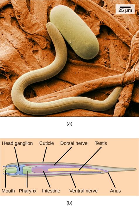 Flatworms, Nematodes, and Arthropods – NSCC Academic Biology 1050