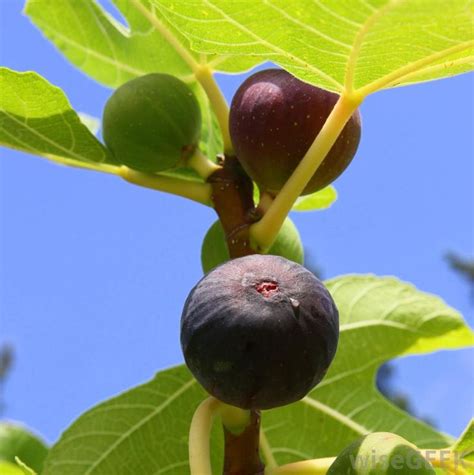 How Invasive Are Fig Tree Roots? (with pictures) | Fig, Fig tree, Fruit plants