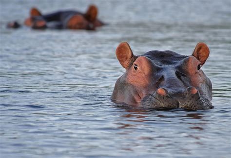 Hippopotamus Facts | Hippo Information