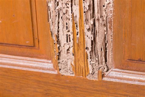 Are There Termites in Your Home? 7 Signs of Termites to Look Out For