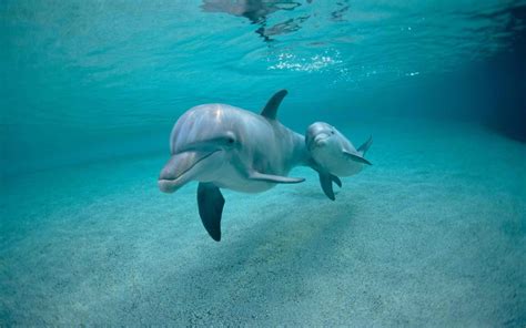 Baby Dolphin Wallpapers - Top Free Baby Dolphin Backgrounds ...