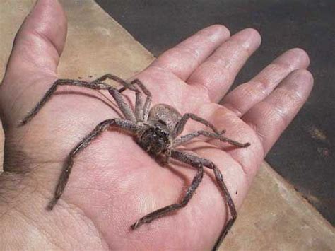 Scary Spiders In Australia