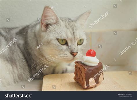 Cat Looking Chocolate Cake Cat Cafe Stock Photo 1158919363 | Shutterstock