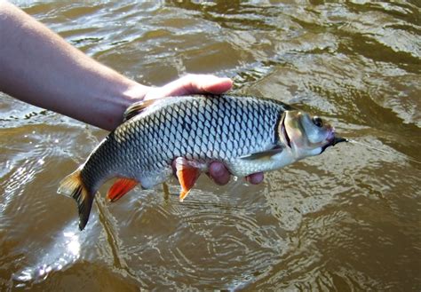 Chub On The Fly | Tackle & Tactics | CzechNymph.com